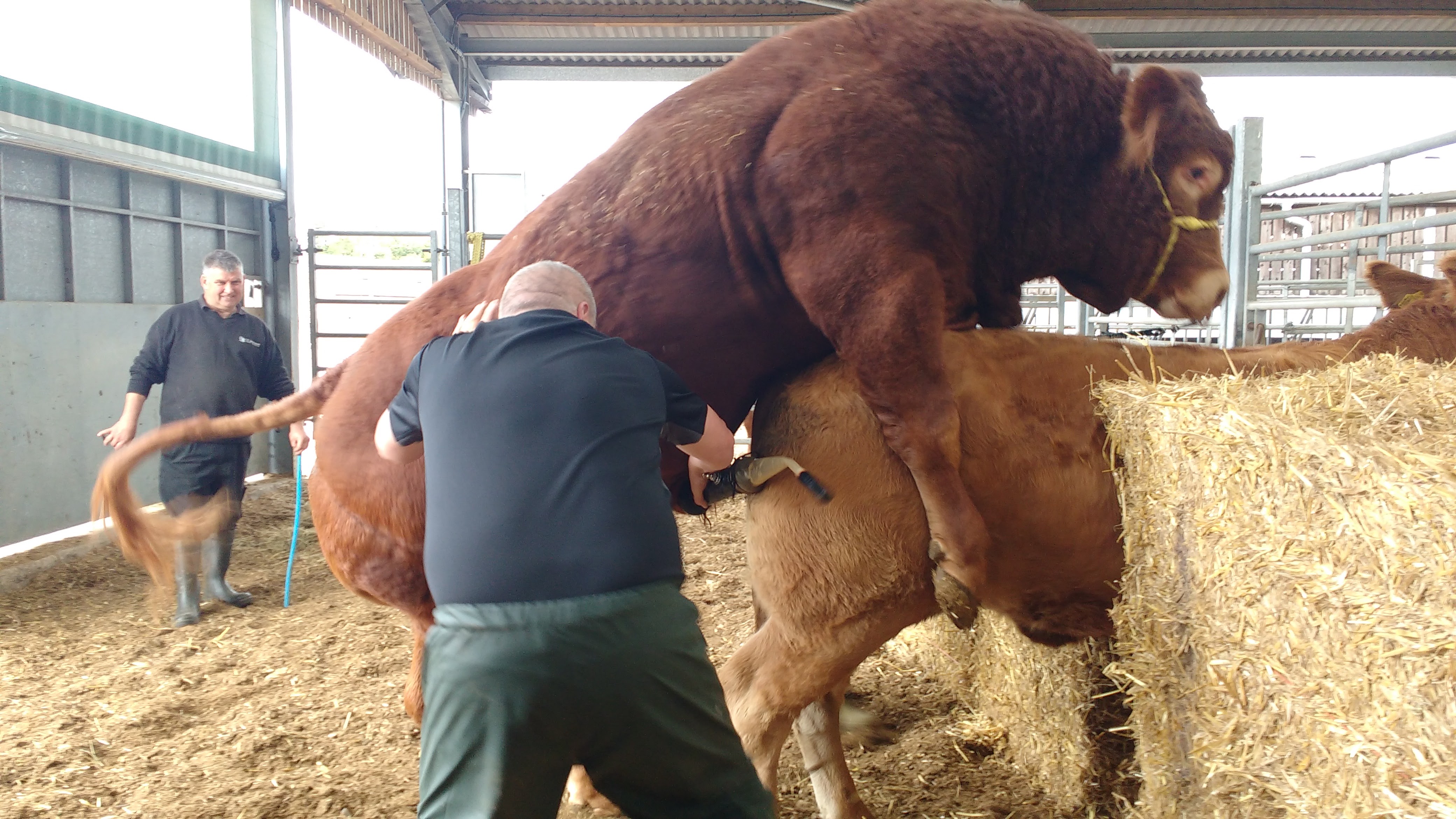 On Farm Semen Collection Bull Stud Breeding Scawfell Genetics