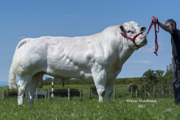 Semen Collection Bull Stud Cattle Breeding Scawfell Genetics