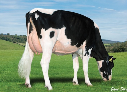 milk cow breeds